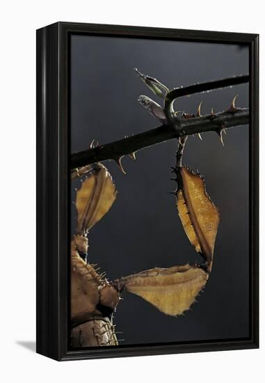 Extatosoma Tiaratum (Giant Prickly Stick Insect) - Leg-Paul Starosta-Framed Premier Image Canvas