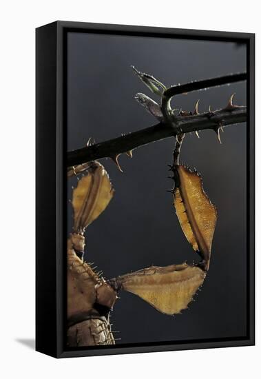 Extatosoma Tiaratum (Giant Prickly Stick Insect) - Leg-Paul Starosta-Framed Premier Image Canvas