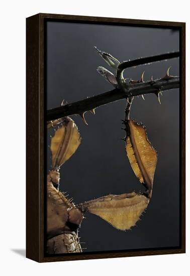 Extatosoma Tiaratum (Giant Prickly Stick Insect) - Leg-Paul Starosta-Framed Premier Image Canvas