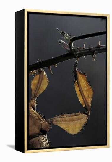 Extatosoma Tiaratum (Giant Prickly Stick Insect) - Leg-Paul Starosta-Framed Premier Image Canvas