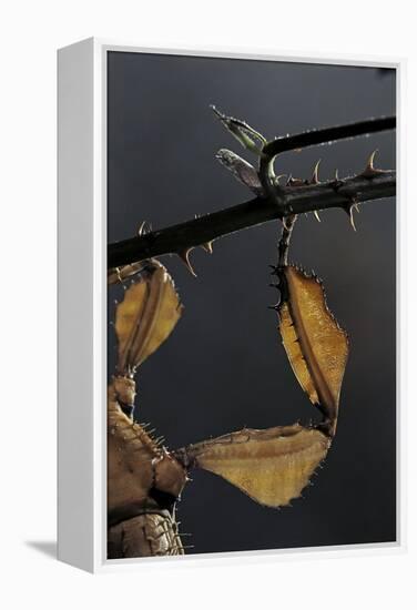 Extatosoma Tiaratum (Giant Prickly Stick Insect) - Leg-Paul Starosta-Framed Premier Image Canvas