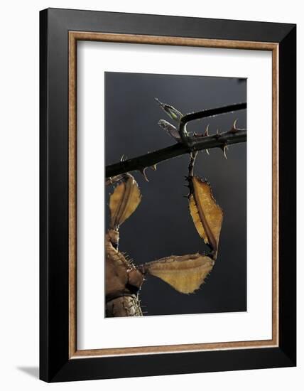 Extatosoma Tiaratum (Giant Prickly Stick Insect) - Leg-Paul Starosta-Framed Photographic Print