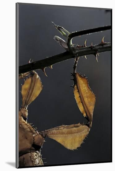 Extatosoma Tiaratum (Giant Prickly Stick Insect) - Leg-Paul Starosta-Mounted Photographic Print