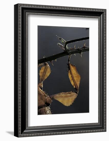 Extatosoma Tiaratum (Giant Prickly Stick Insect) - Leg-Paul Starosta-Framed Photographic Print