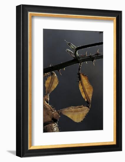 Extatosoma Tiaratum (Giant Prickly Stick Insect) - Leg-Paul Starosta-Framed Photographic Print