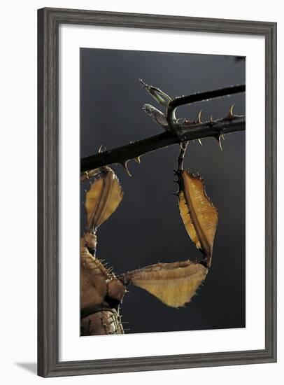 Extatosoma Tiaratum (Giant Prickly Stick Insect) - Leg-Paul Starosta-Framed Photographic Print