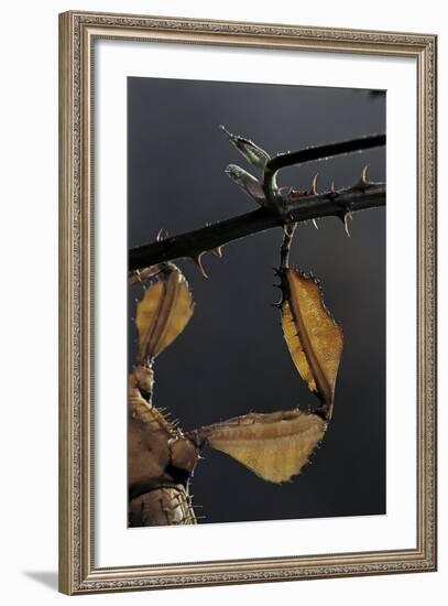 Extatosoma Tiaratum (Giant Prickly Stick Insect) - Leg-Paul Starosta-Framed Photographic Print