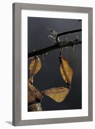 Extatosoma Tiaratum (Giant Prickly Stick Insect) - Leg-Paul Starosta-Framed Photographic Print