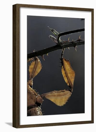 Extatosoma Tiaratum (Giant Prickly Stick Insect) - Leg-Paul Starosta-Framed Photographic Print