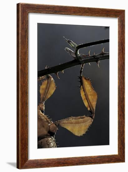 Extatosoma Tiaratum (Giant Prickly Stick Insect) - Leg-Paul Starosta-Framed Photographic Print