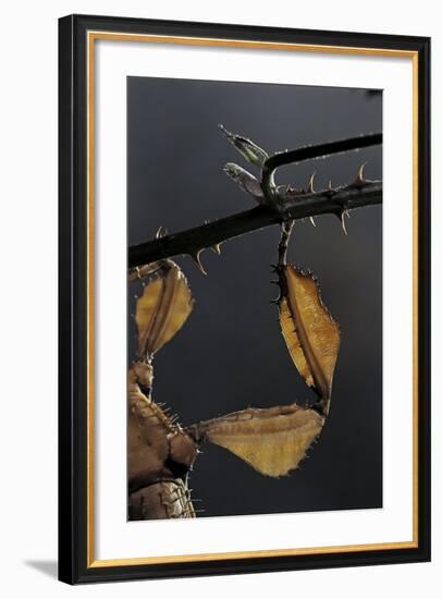 Extatosoma Tiaratum (Giant Prickly Stick Insect) - Leg-Paul Starosta-Framed Photographic Print