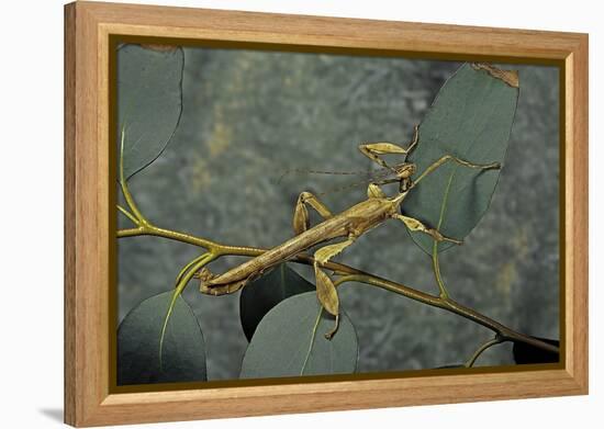 Extatosoma Tiaratum (Giant Prickly Stick Insect) - Male-Paul Starosta-Framed Premier Image Canvas