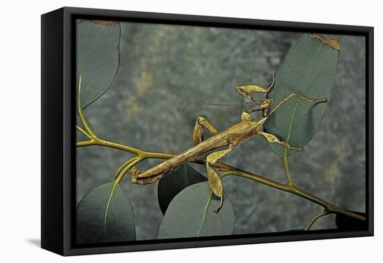 Extatosoma Tiaratum (Giant Prickly Stick Insect) - Male-Paul Starosta-Framed Premier Image Canvas