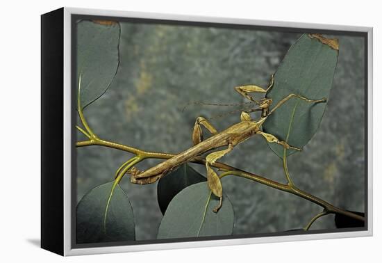 Extatosoma Tiaratum (Giant Prickly Stick Insect) - Male-Paul Starosta-Framed Premier Image Canvas