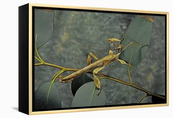 Extatosoma Tiaratum (Giant Prickly Stick Insect) - Male-Paul Starosta-Framed Premier Image Canvas