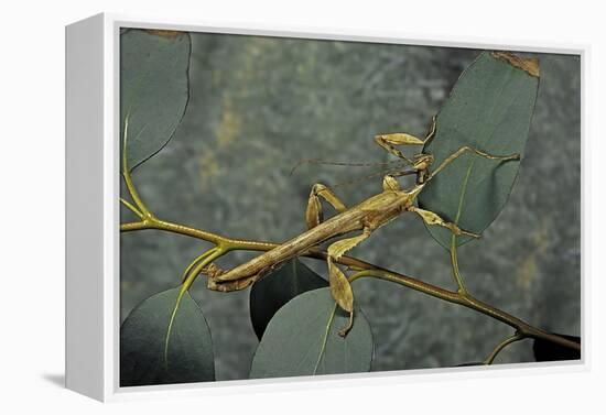 Extatosoma Tiaratum (Giant Prickly Stick Insect) - Male-Paul Starosta-Framed Premier Image Canvas