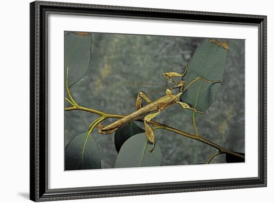 Extatosoma Tiaratum (Giant Prickly Stick Insect) - Male-Paul Starosta-Framed Photographic Print