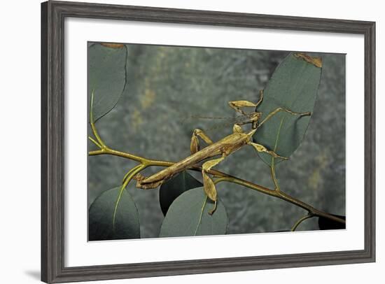 Extatosoma Tiaratum (Giant Prickly Stick Insect) - Male-Paul Starosta-Framed Photographic Print