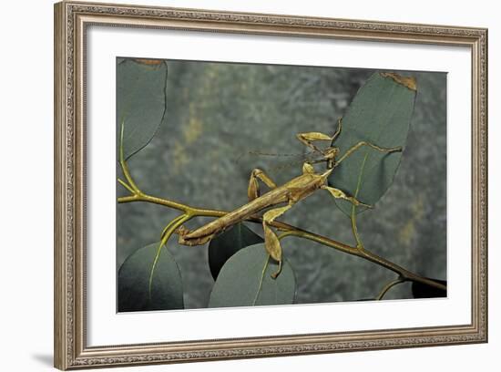 Extatosoma Tiaratum (Giant Prickly Stick Insect) - Male-Paul Starosta-Framed Photographic Print