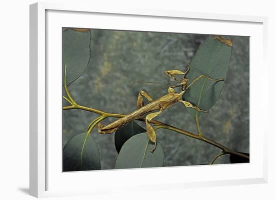 Extatosoma Tiaratum (Giant Prickly Stick Insect) - Male-Paul Starosta-Framed Photographic Print