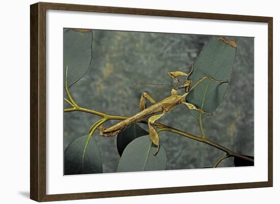 Extatosoma Tiaratum (Giant Prickly Stick Insect) - Male-Paul Starosta-Framed Photographic Print