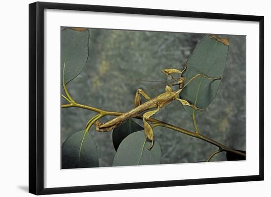 Extatosoma Tiaratum (Giant Prickly Stick Insect) - Male-Paul Starosta-Framed Photographic Print