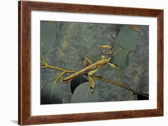 Extatosoma Tiaratum (Giant Prickly Stick Insect) - Male-Paul Starosta-Framed Photographic Print