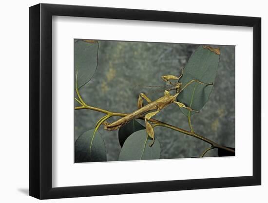 Extatosoma Tiaratum (Giant Prickly Stick Insect) - Male-Paul Starosta-Framed Photographic Print