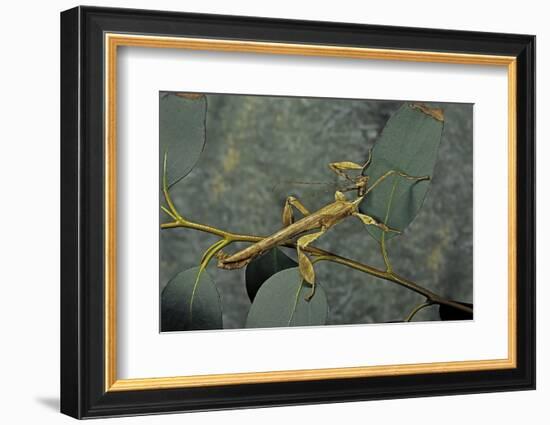 Extatosoma Tiaratum (Giant Prickly Stick Insect) - Male-Paul Starosta-Framed Photographic Print