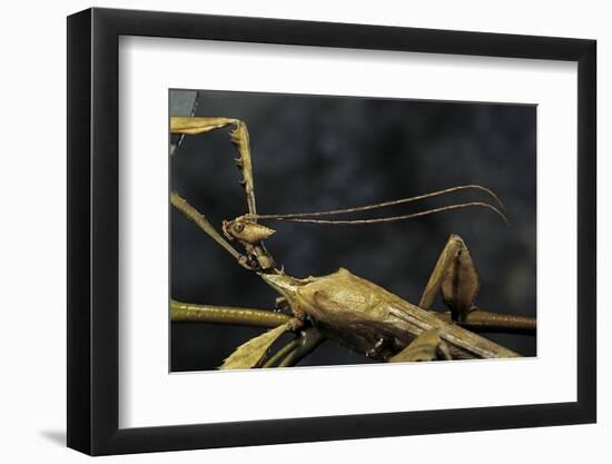 Extatosoma Tiaratum (Giant Prickly Stick Insect) - Male-Paul Starosta-Framed Photographic Print