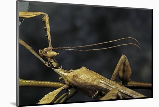 Extatosoma Tiaratum (Giant Prickly Stick Insect) - Male-Paul Starosta-Mounted Photographic Print
