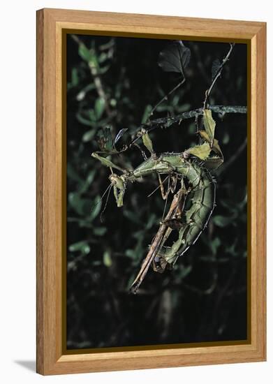 Extatosoma Tiaratum (Giant Prickly Stick Insect) - Mating-Paul Starosta-Framed Premier Image Canvas