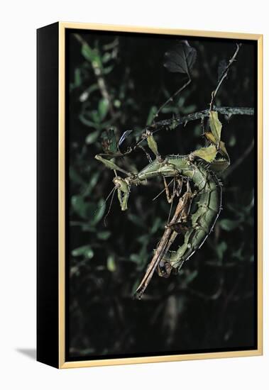 Extatosoma Tiaratum (Giant Prickly Stick Insect) - Mating-Paul Starosta-Framed Premier Image Canvas