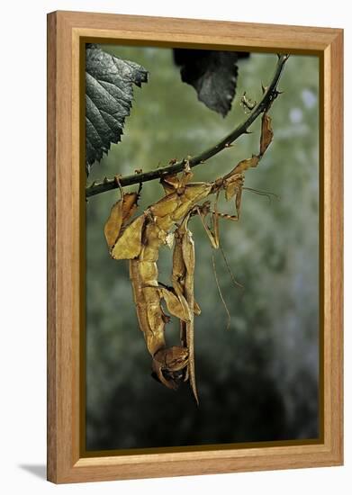 Extatosoma Tiaratum (Giant Prickly Stick Insect) - Mating-Paul Starosta-Framed Premier Image Canvas