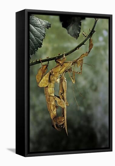 Extatosoma Tiaratum (Giant Prickly Stick Insect) - Mating-Paul Starosta-Framed Premier Image Canvas