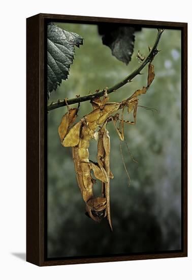 Extatosoma Tiaratum (Giant Prickly Stick Insect) - Mating-Paul Starosta-Framed Premier Image Canvas