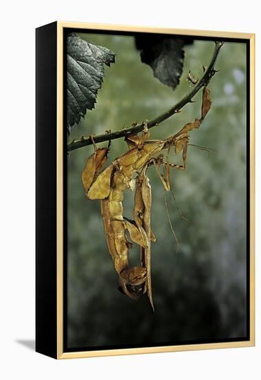 Extatosoma Tiaratum (Giant Prickly Stick Insect) - Mating-Paul Starosta-Framed Premier Image Canvas