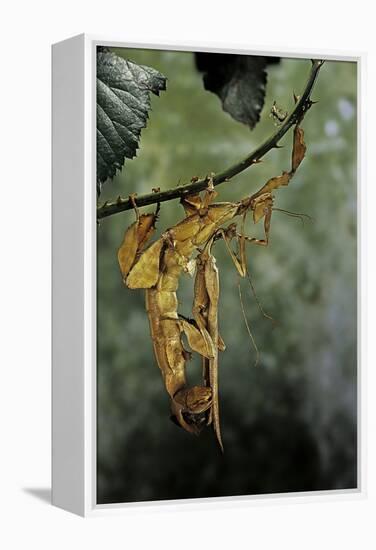 Extatosoma Tiaratum (Giant Prickly Stick Insect) - Mating-Paul Starosta-Framed Premier Image Canvas