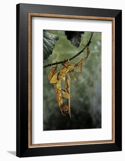 Extatosoma Tiaratum (Giant Prickly Stick Insect) - Mating-Paul Starosta-Framed Photographic Print