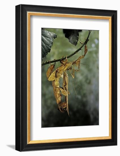 Extatosoma Tiaratum (Giant Prickly Stick Insect) - Mating-Paul Starosta-Framed Photographic Print