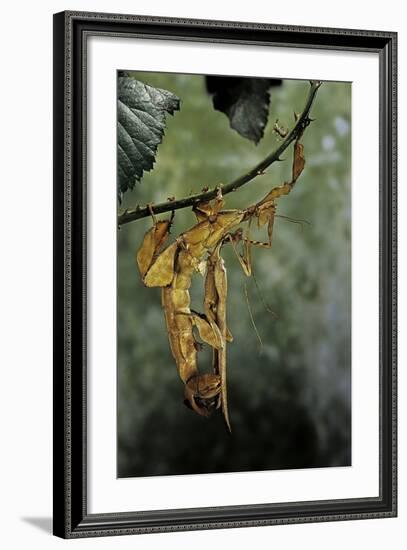 Extatosoma Tiaratum (Giant Prickly Stick Insect) - Mating-Paul Starosta-Framed Photographic Print