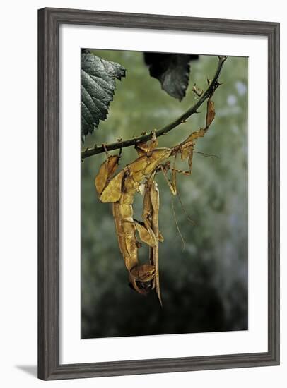 Extatosoma Tiaratum (Giant Prickly Stick Insect) - Mating-Paul Starosta-Framed Photographic Print