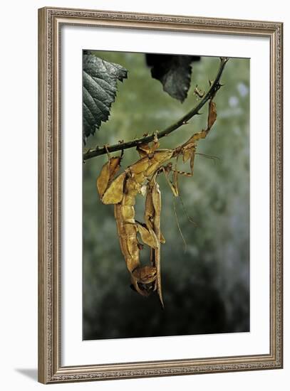 Extatosoma Tiaratum (Giant Prickly Stick Insect) - Mating-Paul Starosta-Framed Photographic Print