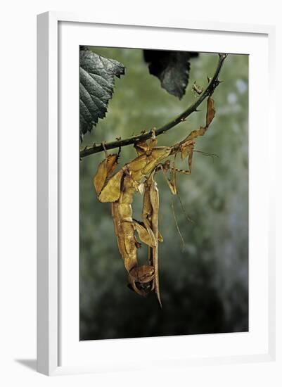 Extatosoma Tiaratum (Giant Prickly Stick Insect) - Mating-Paul Starosta-Framed Photographic Print