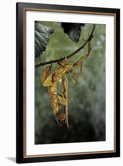 Extatosoma Tiaratum (Giant Prickly Stick Insect) - Mating-Paul Starosta-Framed Photographic Print