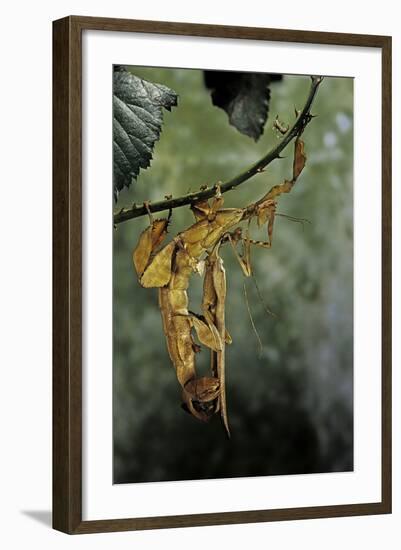 Extatosoma Tiaratum (Giant Prickly Stick Insect) - Mating-Paul Starosta-Framed Photographic Print