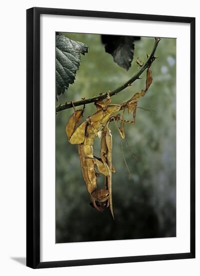 Extatosoma Tiaratum (Giant Prickly Stick Insect) - Mating-Paul Starosta-Framed Photographic Print