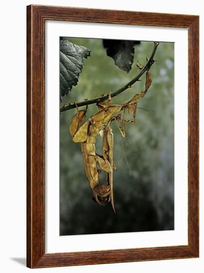 Extatosoma Tiaratum (Giant Prickly Stick Insect) - Mating-Paul Starosta-Framed Photographic Print