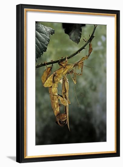 Extatosoma Tiaratum (Giant Prickly Stick Insect) - Mating-Paul Starosta-Framed Photographic Print