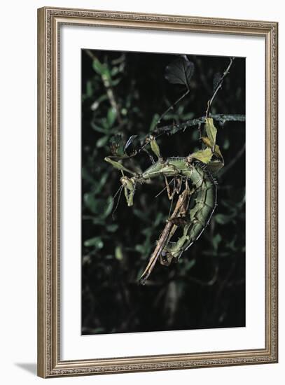 Extatosoma Tiaratum (Giant Prickly Stick Insect) - Mating-Paul Starosta-Framed Photographic Print